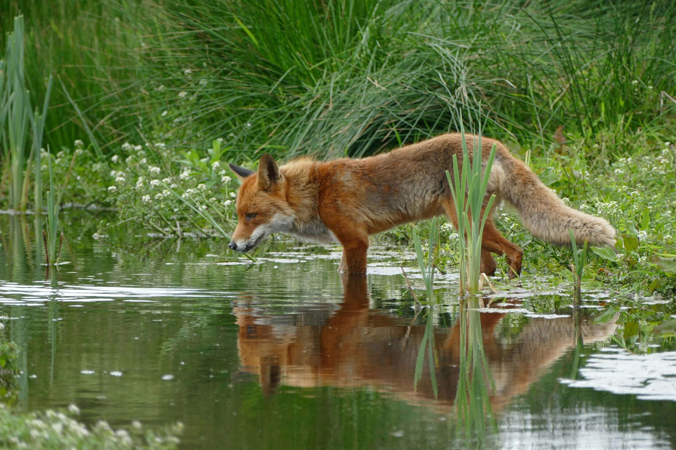 Fox at C Lazy U Ranch steps into a creek.