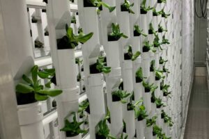 hydroponic system for growing fresh food