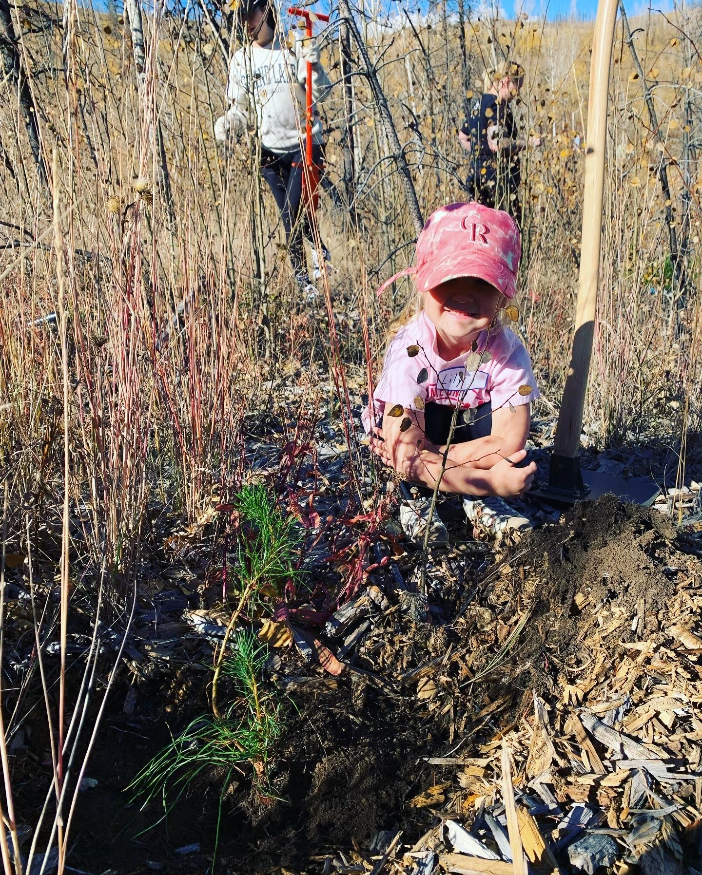 Community reforestation efforts at C Lazy U Ranch.