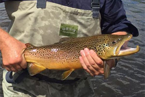 ytouy A river trout just been caught